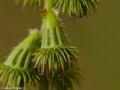 common agrimony